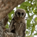 Giant Eagle Owl in Savute