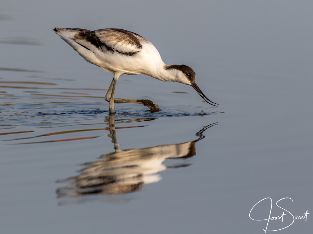 Kluut met reflectie