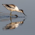 Kluut met reflectie