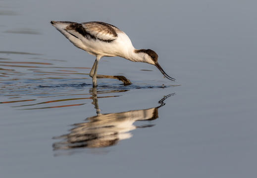Kluut met reflectie