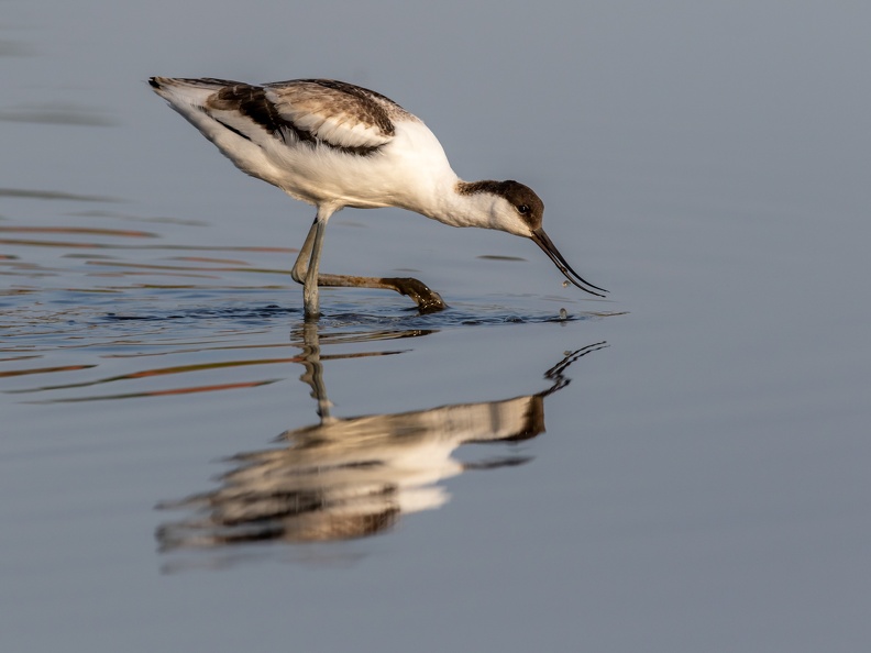Kluut met reflectie
