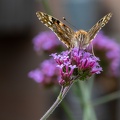 Distelvlinder zuigt nectar uit Ijzerhard