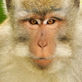 Staring in to the camera - Monkey Forest, Ubud