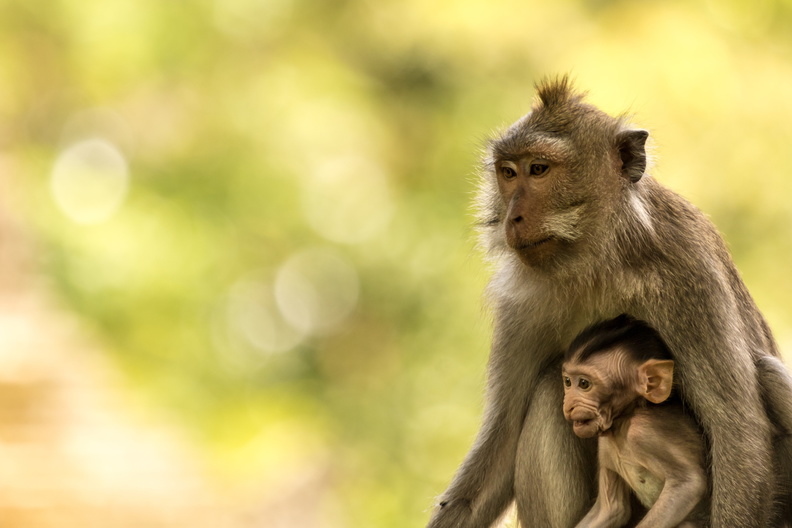 Crab-eating macaque with baby.jpg