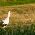 Ooievaar in het gras