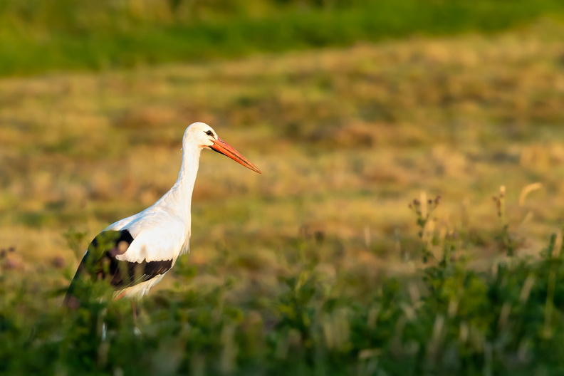 Ooievaar in het gras.jpg