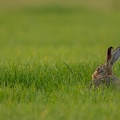 Haas staart over het gras