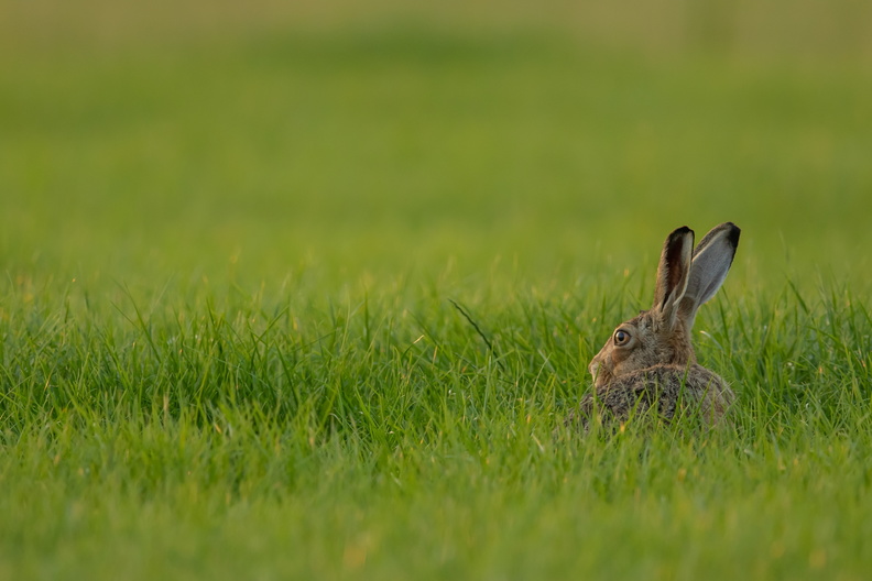 Haas staart over het gras.jpg