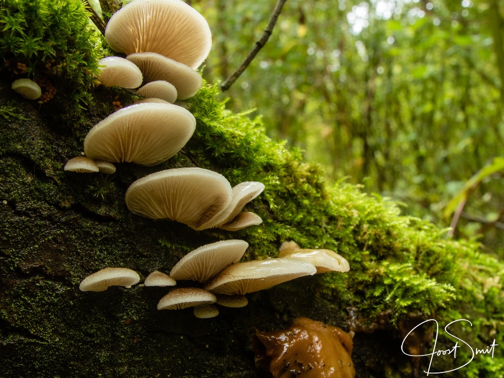 Paddestoelen in het bos