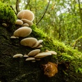 Paddestoelen in het bos