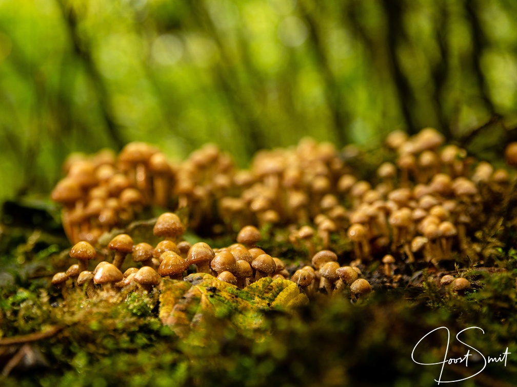 Bosje paddestoelen