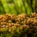 Bosje paddestoelen