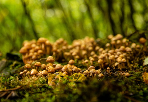 Bosje paddestoelen