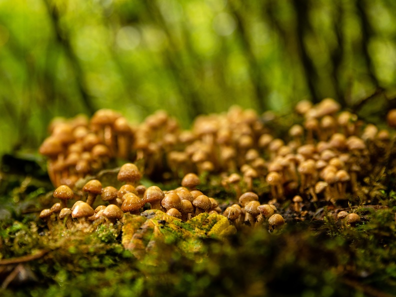 Bosje paddestoelen