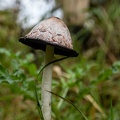 Geschubde inktzwam in het gras