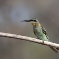 Blue-cheeked bee-eater sitting on a branch