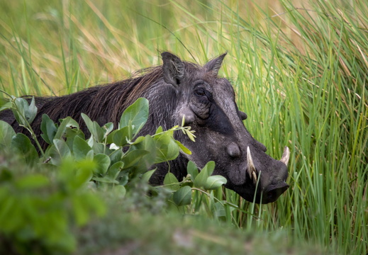Warthog hiding in the grass