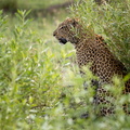 Leopard hunting.jpg