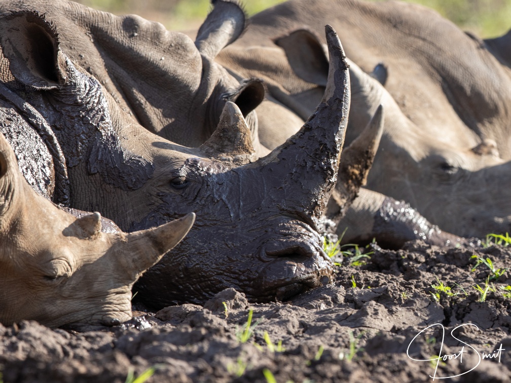A crash of rhinos