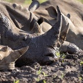 A crash of rhinos