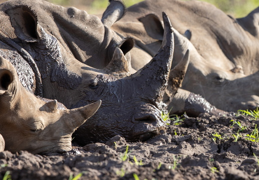 A crash of rhinos