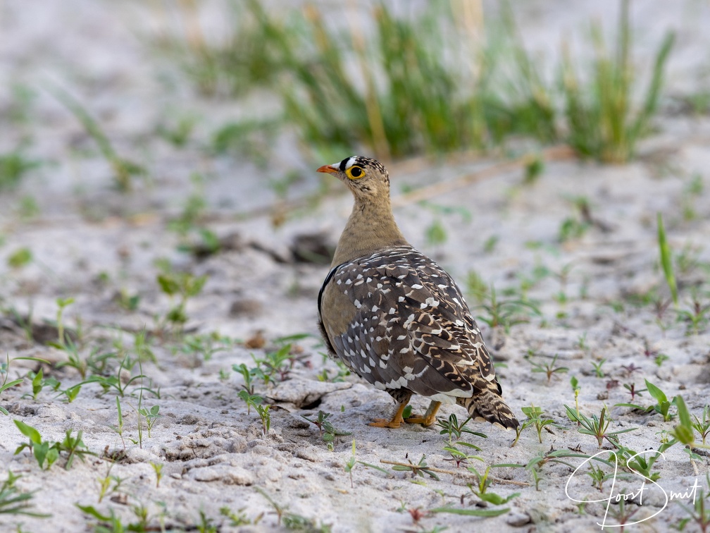 Double-banded Sandgrouse
