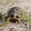 Leopard tortoise