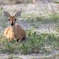 Steenbok