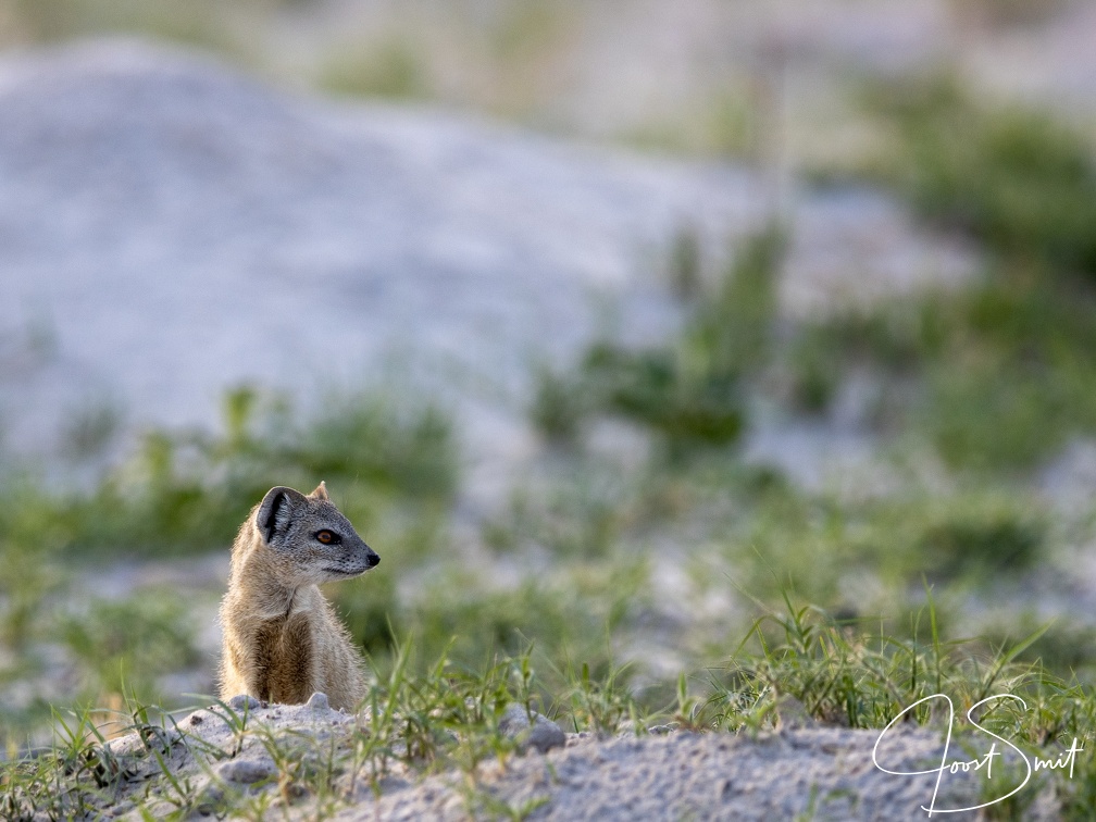 Yellow mongoose