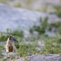 Yellow mongoose