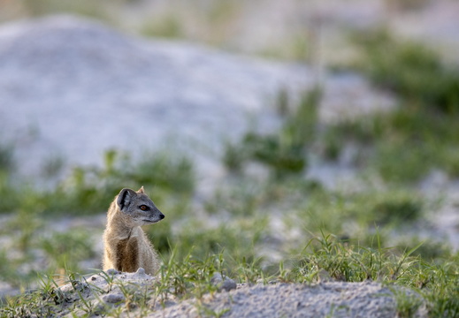 Yellow mongoose