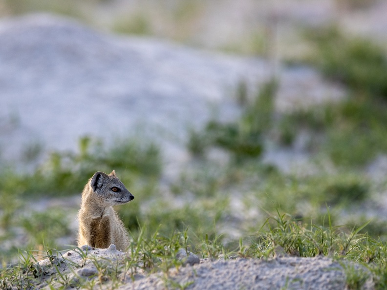 Yellow mongoose