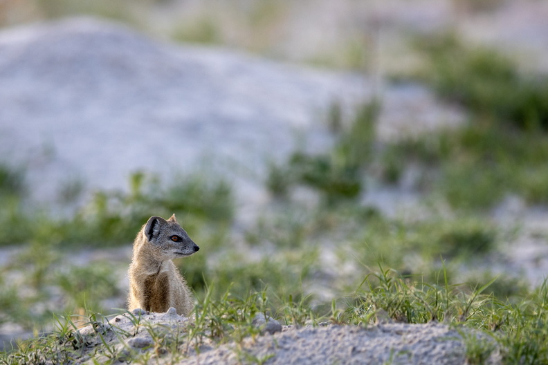 _MG_3677.jpg