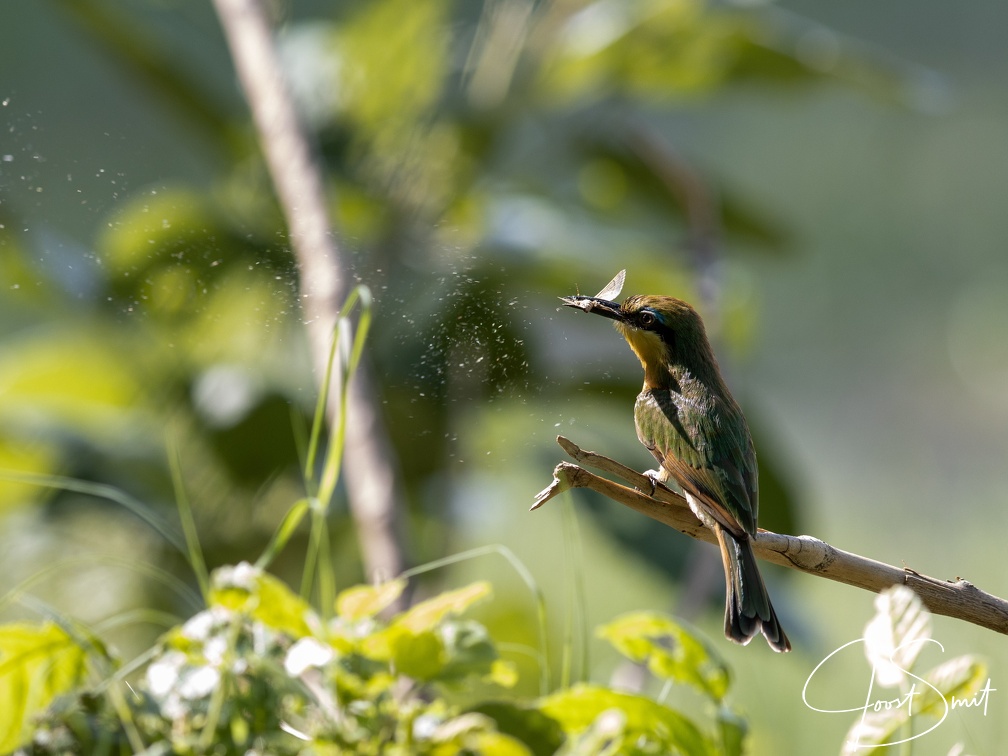 Little bee-eater catches an insect