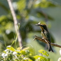 _MG_4476.jpg
