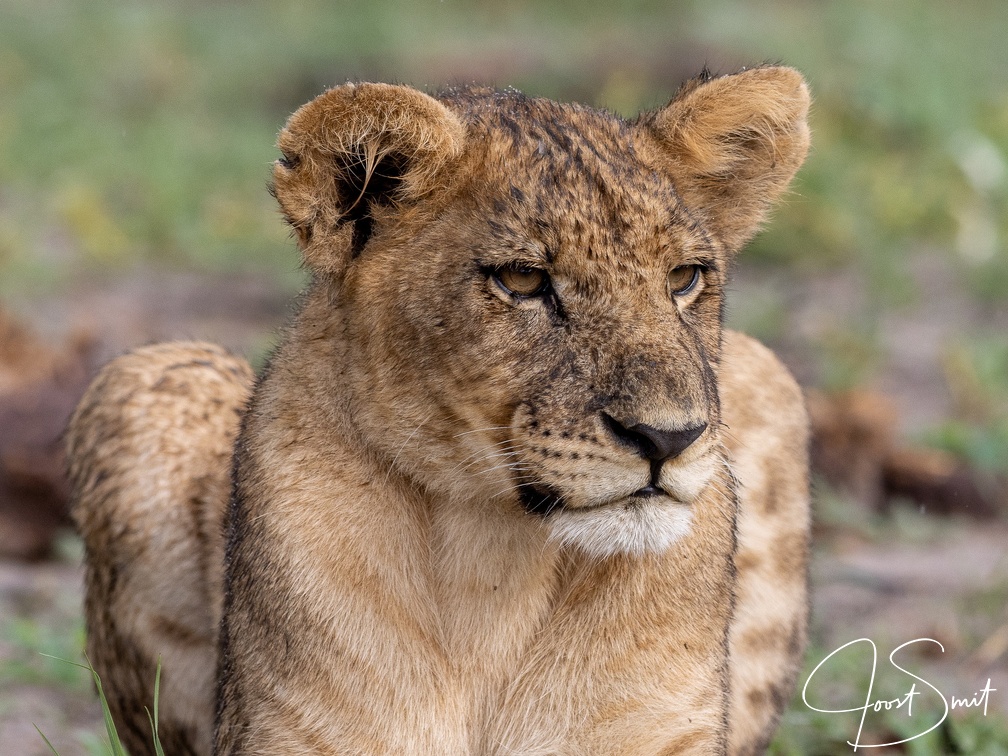 Relaxed lion