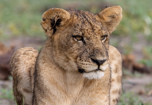 Relaxed lion