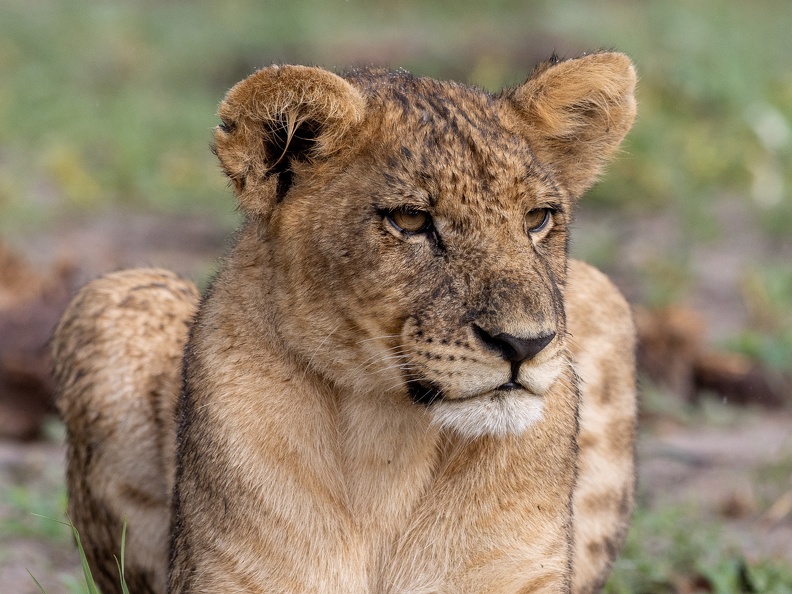 Relaxed lion