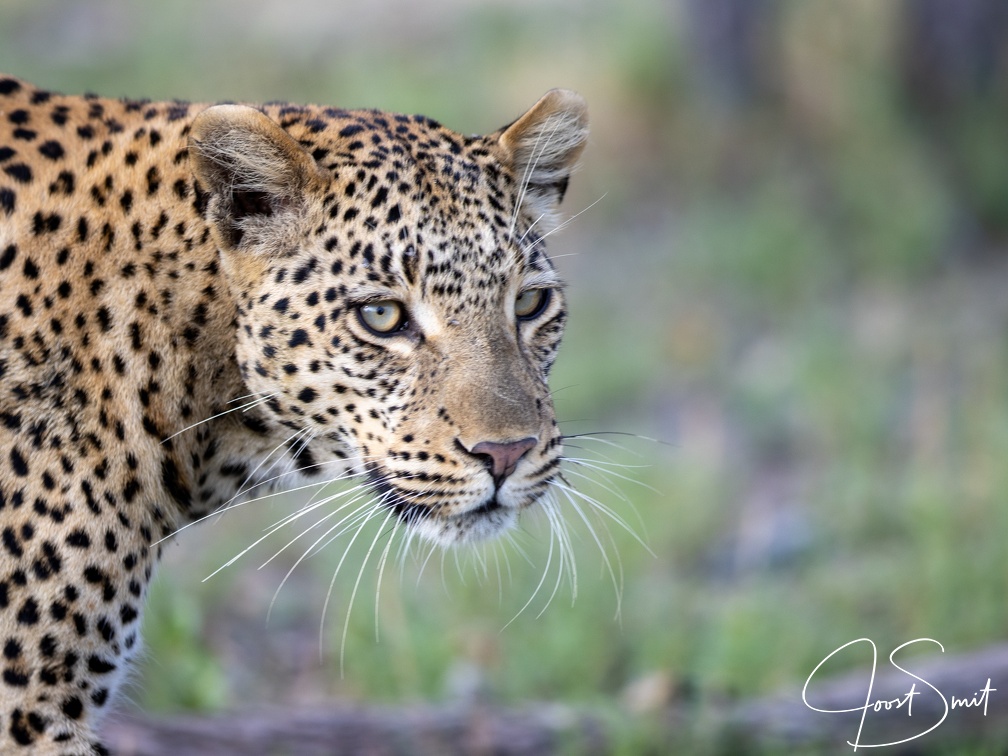 Leopard