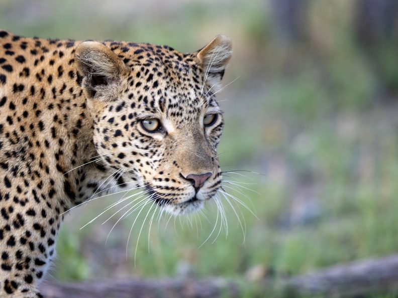 Leopard