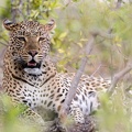 Leopard camouflaged in the bush