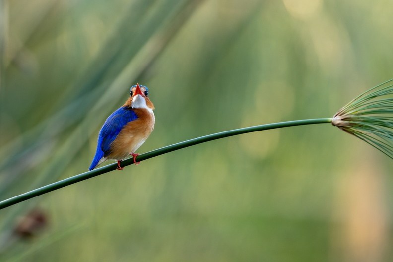Malachite kingfisher on a papyrus stem.jpg