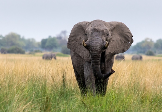Elephant in the open grasslands