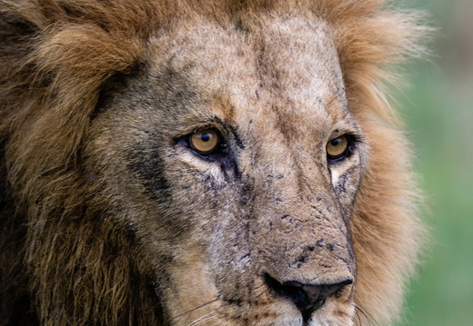 Portrait of a male lion in the Okavango
