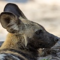 Wild dog close-up