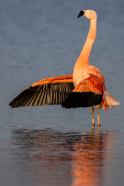 Flamingo in de Groenzoom.jpg