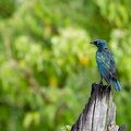 Glossy starling in the rain