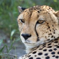 Cheetah close-up
