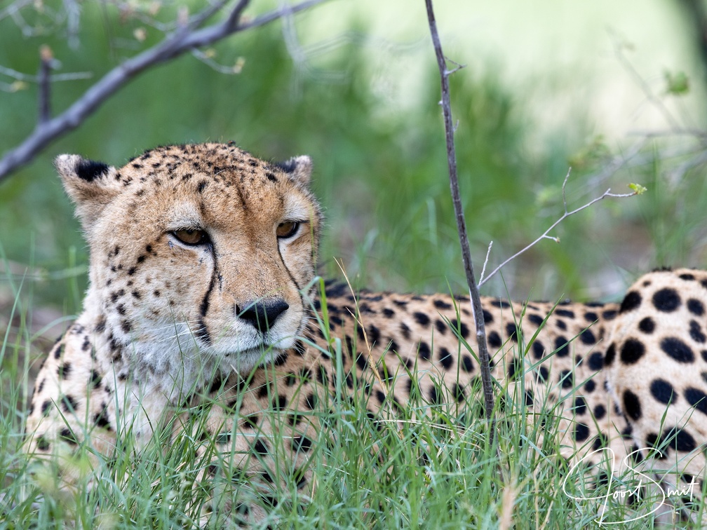 Cheetah