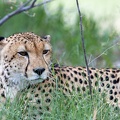 Cheetah